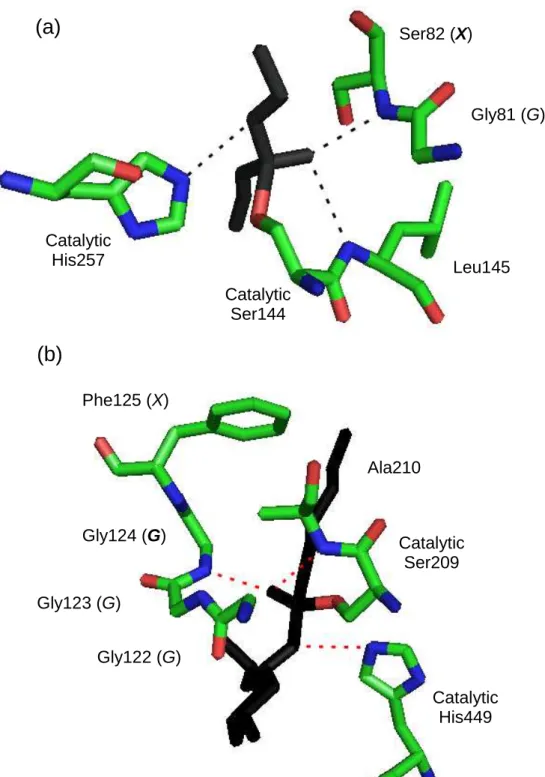 Figure 3. Two types of oxyanion holes. (a) GX type in R. miehei lipase (PDB entry 4TGL): 