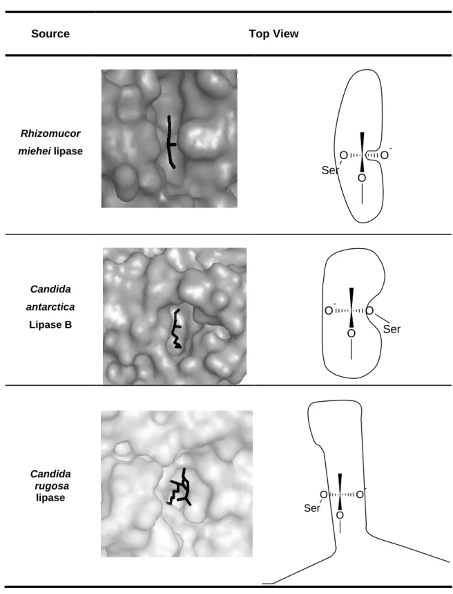 Figure 5. Shape of the three types of binding site of lipases as identified by (Pleiss et al.,  1998)