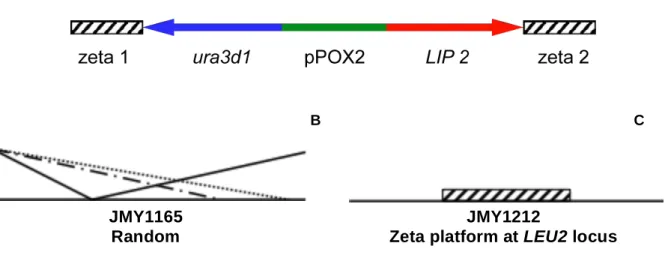 Figure 12. (A) Expression cassette flanked by the zeta region, liberated from the plasmid  upon NotI digestion (Pignede et al., 2000b)