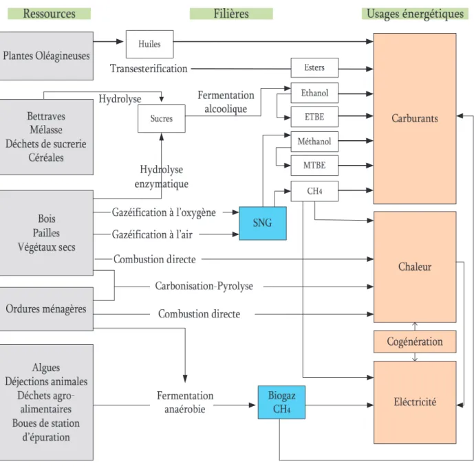 Figure I. 1 : Schéma représentant les différentes filières de transformation de la biomasse (Claudet, 2005)  La biomasse peut être convertie en énergie par trois processus : physico-chimique,  biochimique (biologique) et thermochimique