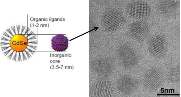 Figure  4-1 :  Schematic  illustration  of  the  architecture  of  colloidal  NCs  and  high  resolution  image of CdSe NCs