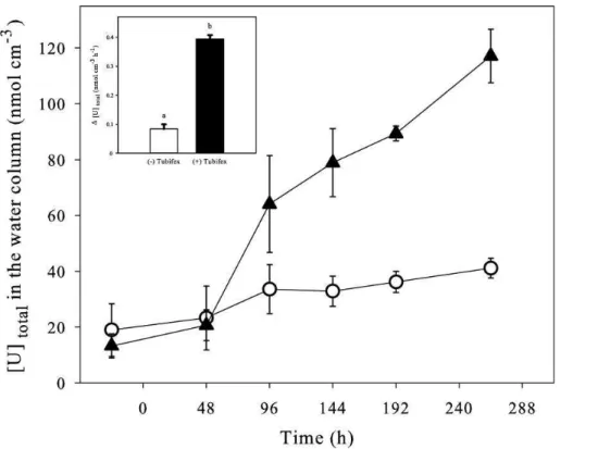 Fig. 1. Temporal variation of the total uranium concentration in the water column, without (  ) and with ( N ) T