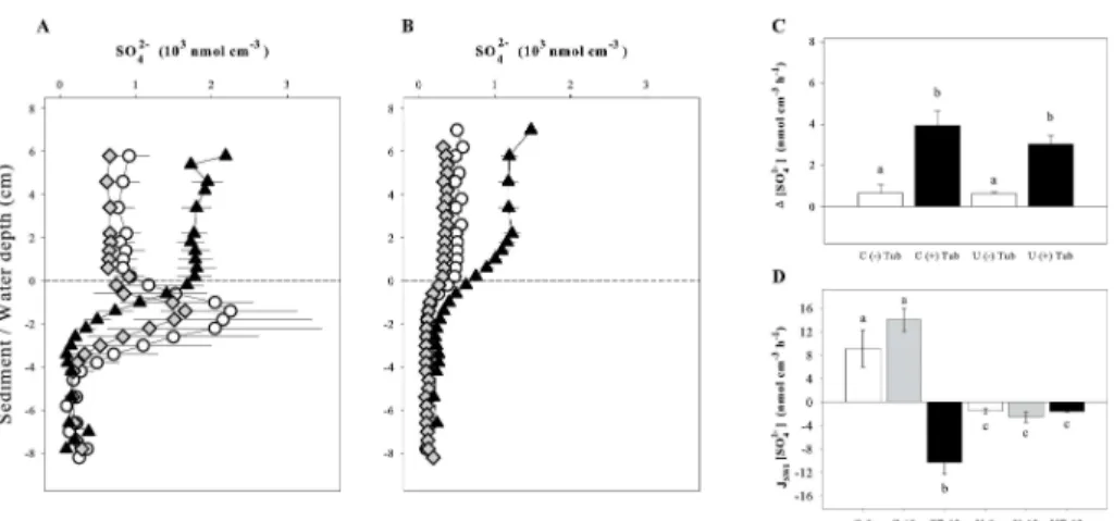 Fig. 4. Dissolved sulfate concentration profiles in uncontaminated (A) and uranium-spiked sed- sed-iment (B) in the di ff erent treatments: at initial conditions [C-0] and [U-0] (  ), and after 12 days without [U-12] (⋄) or with [UT-12] ( N ) T