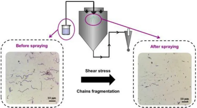 Figure 7. Effect of spraying-induced shear stress on cellular organization (Adapted from Guerin et al.,  2017).