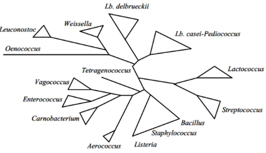 Figure 1: Schematic phylogenetic tree of some lactic acid bacteria, including some Gram-positive bacteria  of the low GC subdivision, Bacillus, Listeria and Staphylococcus (Axelsson, 2004)