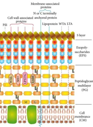 Figure 4 : Cell envelope of lactobacilli with a schematic representation of cell wall and membrane-associated  proteins