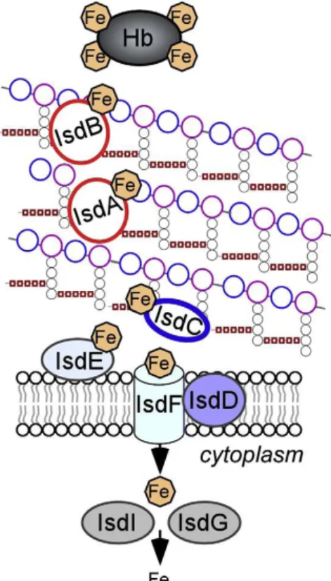 Figure 5 : Isd-mediated heme-iron uptake across the cell wall of Staphylococcus aureus
