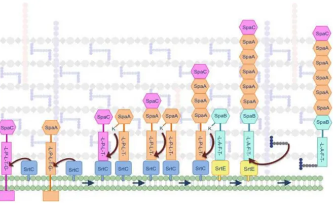 Figure 6 : Model of pilus biogenesis (Bradshaw et al., 2015).  