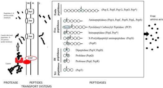 Figure 7 : Proteolysis pathway by LAB, adapted from Doeven (Doeven et al., 2005), Christensen (Christensen  et al., 1999) and Savijoki (Savijoki et al., 2006) with schematic representation of the action of peptidases found in lactic  acid bacteria
