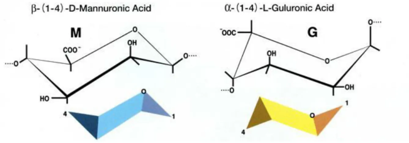 Figure 2: Alginate structure. 