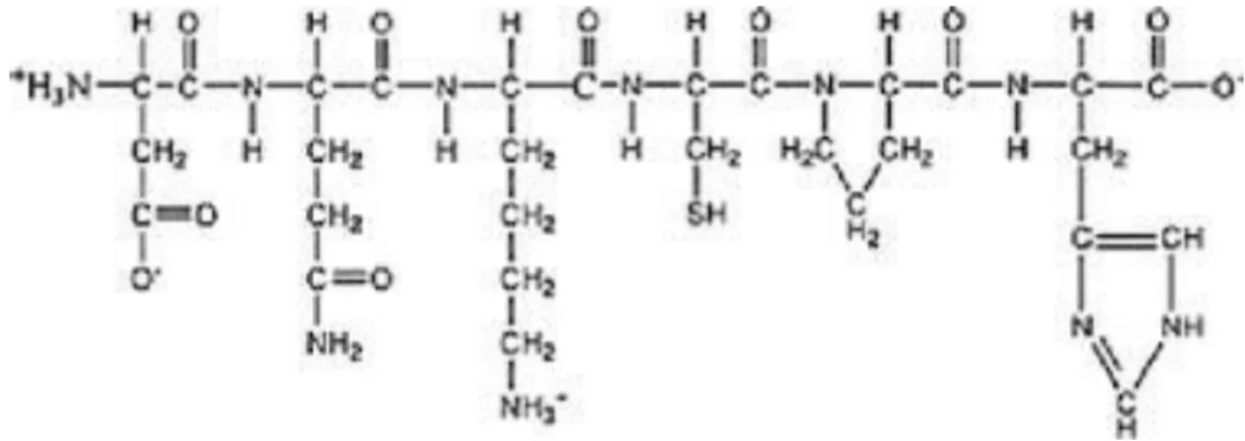 Figure 13: Gelatin structure 