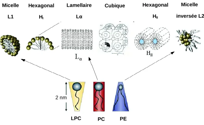 Fig. 9 : Relation entre la forme structurale d'un lipide et son organisation dans une phase lipide/eau, [adaptée de  Denich et al.] (32)