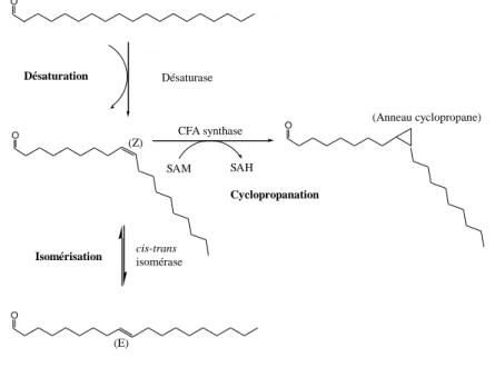 Figure 12 : Modification des doubles liaisons des chaînes acylées des lipides bactériens