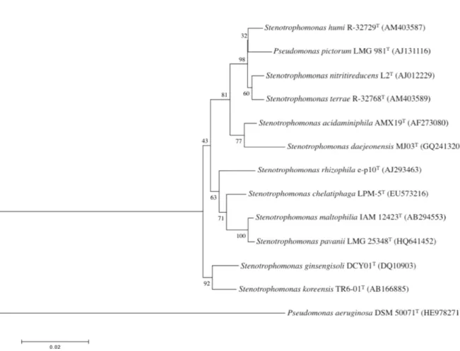 Fig.  1.  16S  rRNA  phylogenetic  dendrogram  showing  the  position  of  Pseudomonas  pictorum  LMG  981 T   among  the  representative  members  of  the  genus  Stenotrophomonas