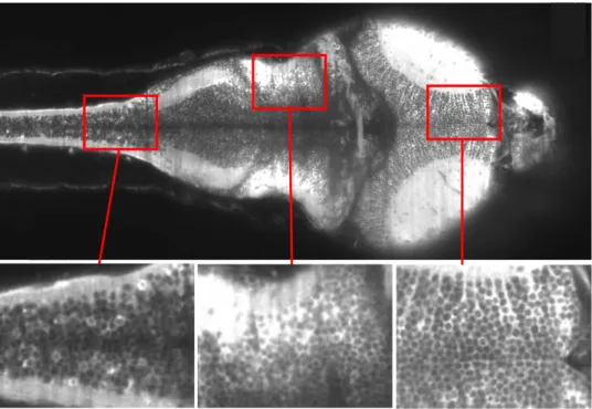 Figure 2.1: Image obtenue ` a l’aide du dispositif d’imagerie calcique par nappe laser pour une fr´equence d’acquisition de 10 Hz