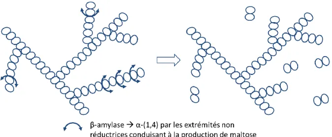 Figure 37 : Représentation schématique de l’action de la β-amylase sur l’amidon. 