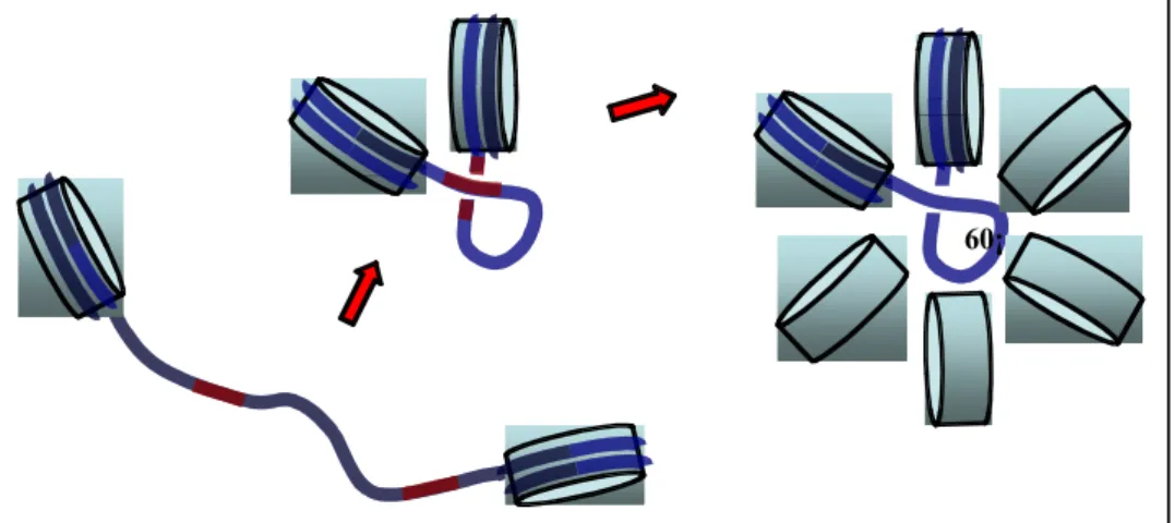 Figure 5. DNA-DNA interactions control the assembly of the chromatin fibre. (a) The  model proposes that DNA geometry and sequence contribute to organise tighly packed  regions in chromatin
