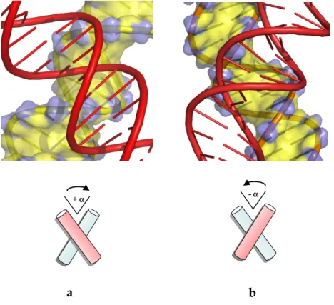 Figure 1. Chiral B-DNA crossovers. (a) Right-handed crossover assembled by the mutual  fit of the backbones into the major-groove; (b) Left-handed crossover assembled by major  groove-major groove interaction