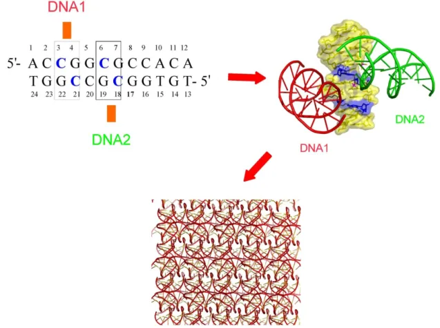Figure 2. Design of crystal lattice from DNA sequence. The cytosines (represented in  blue) along the duplex sequence define the anchoring points for groove-backbone  interaction