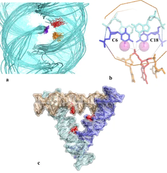 Figure 3. Cytosine and DNA self-assembly. (a) Superimposed self-fitted right-handed  DNA crossovers found in the Nucleic Acids Database