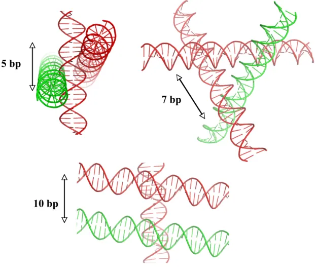 Figure 4. DNA supramolecular construction set. The double helix imposes discrete  geometric solutions for its 3D assembly into simple motifs