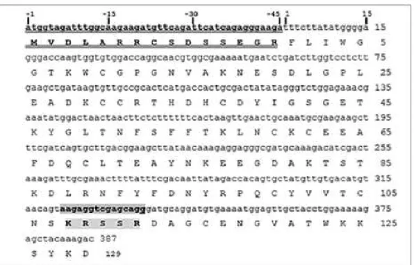 Figure 1: Nucleotide sequence of Sm-PLGV gene encoding the mature phospholipase and the  deduced  amino  acid  sequence  (Long  chain:  F1  to  S107;  short  chain:  D113  to  D129)