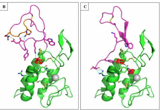 Figure  7:  3D  modeling  of  Scorpio  maurus  phospholipase.  (A)  T-coffee  alignment  of  the  sequence  of  Sm-PLVG  with  bee  venom  PLA 2  (pdb  code:  1poc.A)  which  served  as  the  structural basis for modeling