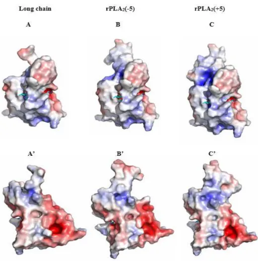 Figure  8:  3D  models  with  surface  potential  of  Long  chain  (A,  A’),  PLA 2 (-5)  (B,  B’)  and  PLA 2 (+5) (C, C’)
