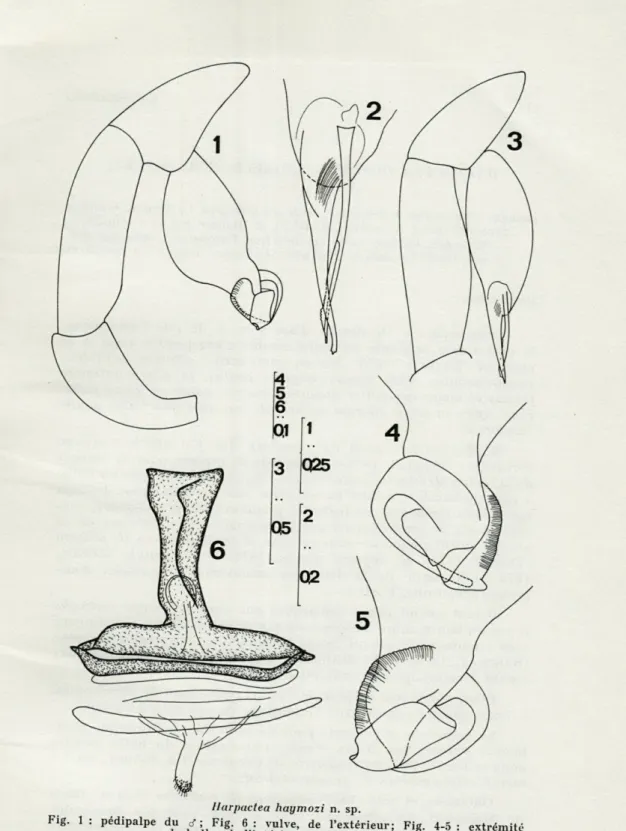 Fig.  1  :  pédipalpe  du  d  ;  Fig.  6  :  vulve,  de  l'extérieur;  Fig.  4-5  :  extrémité  du  bulbe,  de  l'intérieur  et  de  l'extérieur