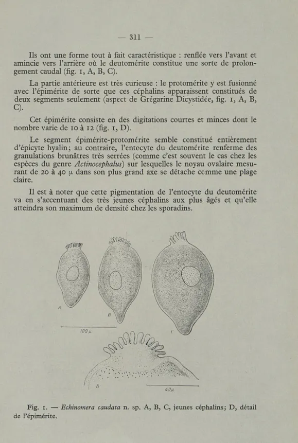 Fig.   1.   —   Echinomera  caudata  n.  sp.  A,  B,   C,   jeunes  céphalins;  D,  détail  de  l'épimérite