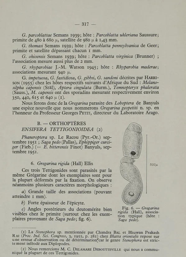 Fig.  6.  —   Gregarina  rigida   (Hall),   associa-tion  typique  (hôte  : 