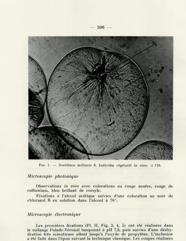 FIG.   1.   —   Noctiluca  miliaris   S.   Individu  végétatif  in  vivo.  X  110. 