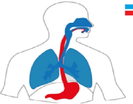 Figure 2.2: Respiratory and digestive tracts in Human