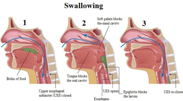 Figure 2.3: Lateral view of bolus propulsion during swallowing