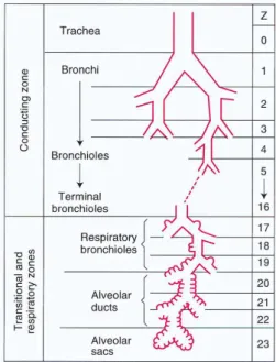 Figure 1.1: Schematic representation of the tracheobronchial tree. The major bronchi, bronchi- bronchi-oles, and terminal bronchioles make up the conducting zone, while the respiratory bronchibronchi-oles, alveolar ducts, and alveolar sacs make up the tran