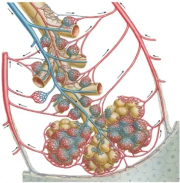 Figure 1.2: Terminal alveoli connected to the network of the capillary system. Alveoli are in contact with capillaries