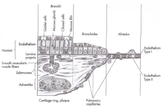 Figure 1.5: Tissue layers of the tracheobronchial tree. Reprinted from [23].