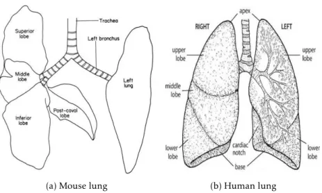 Figure 1.6: Schematic representation of mouse and human’s lung structure.
