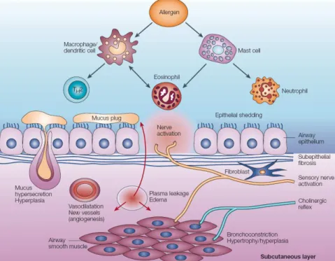 Figure 1.7: Schematic representation of asthma pathophysiology. Several inflammatory cells and mediators are recruited or activated, producing acute effects on the airway  (bronchocon-striction, plasma leakage, mucus secretion, sensory nerve activation, 