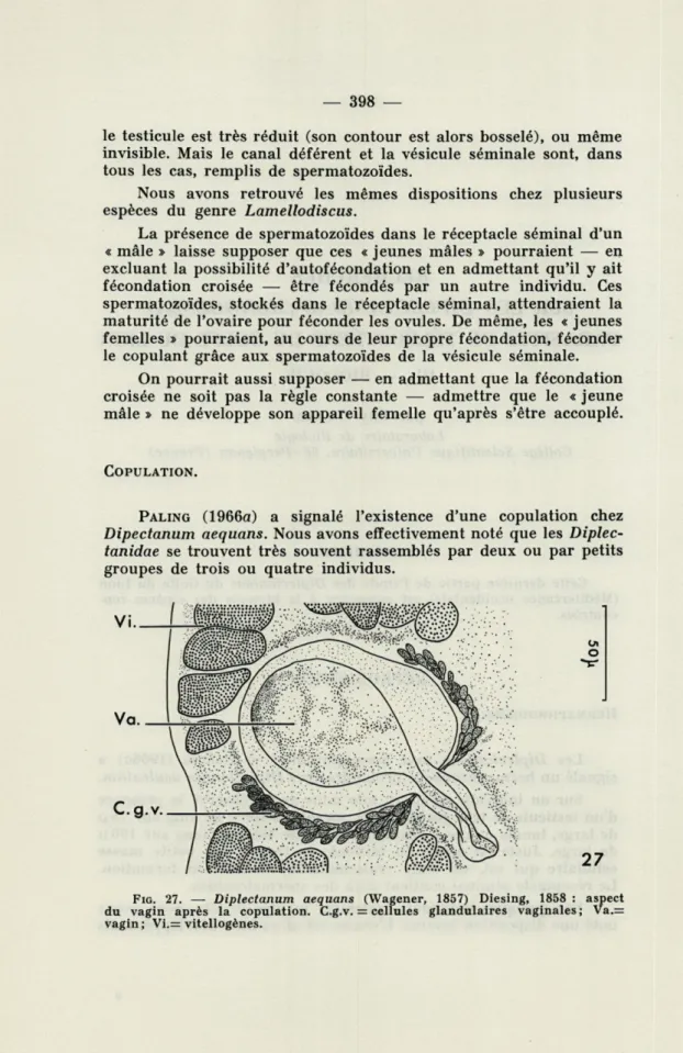 FIG.  27.  —   Diplectanum  aequans  (Wagener, 1857)   Diesing, 1858   :  aspect  du  vagin  après  la  copulation