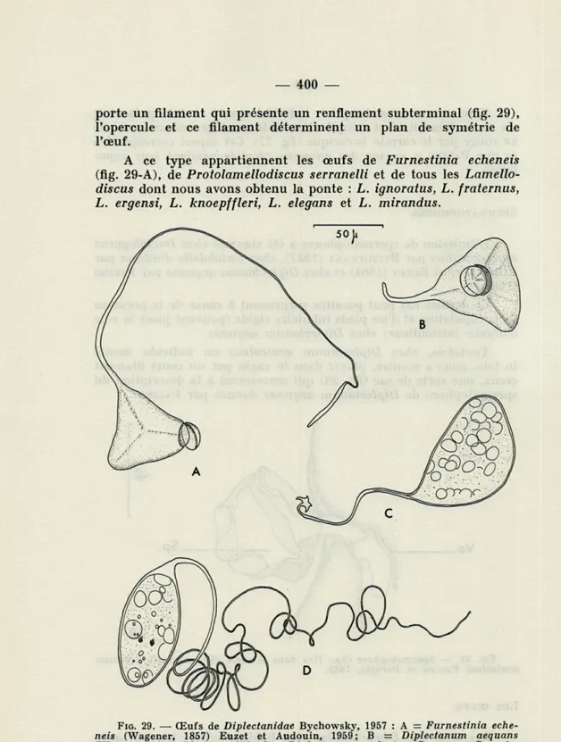 FIG.  29.   —   Œufs  de  Diplectanidae  Bychowsky,   1957   :  A  =  Furnestinia  eche- eche-neis  (Wagener, 1857)   Euzet  et  Audouin, 1959;   B  =  Diplectanum  aequans  (Wagener,   1857)   Diesing,   1858;  C  =   Diplectanum  aculeatum  Parona  et  P