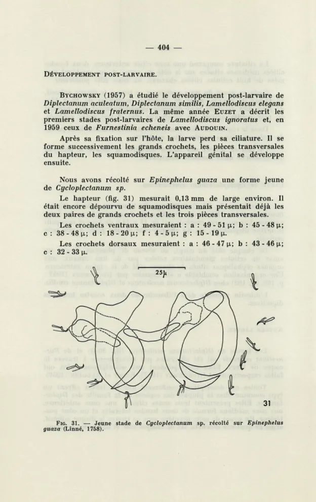 FIG.  31.   —   Jeune  stade  de  Cycloplectanum  sp.  récolté  sur  Epinephelus  guaza  (Linné,  1758)