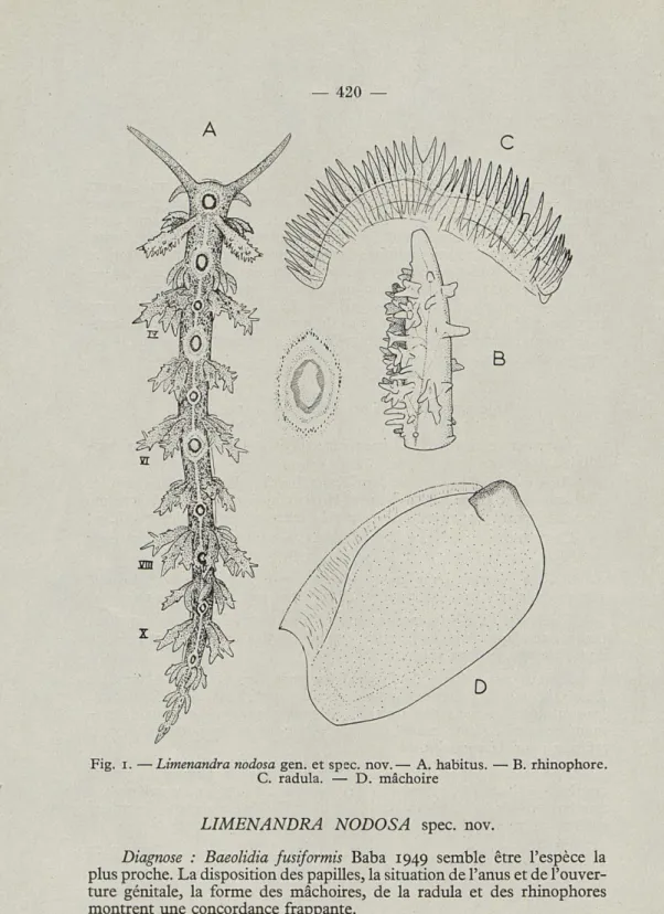 Fig.  i.  —Limenandra  nodosa  gen.  et  spec.  nov.—  A.  habitus.  — B.  rhinophore