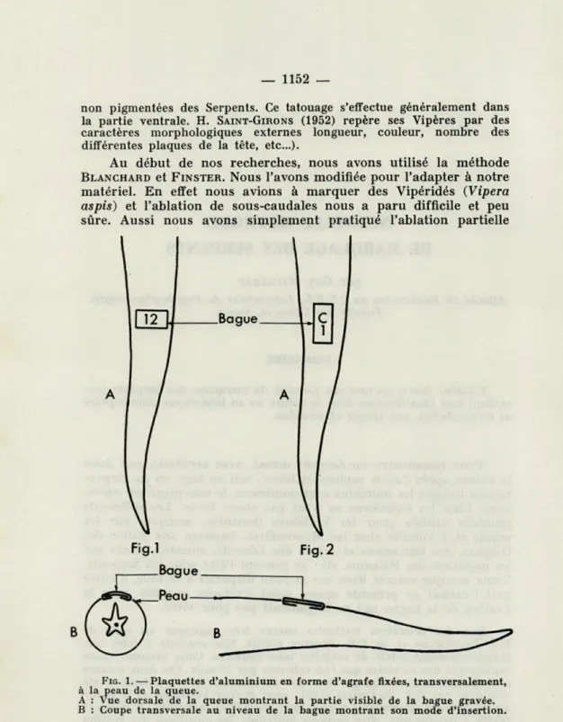 FIG.  1.  — Plaquettes  d'aluminium  en  forme  d'agrafe  fixées,  transversalement,  à  la  peau  de  la  queue
