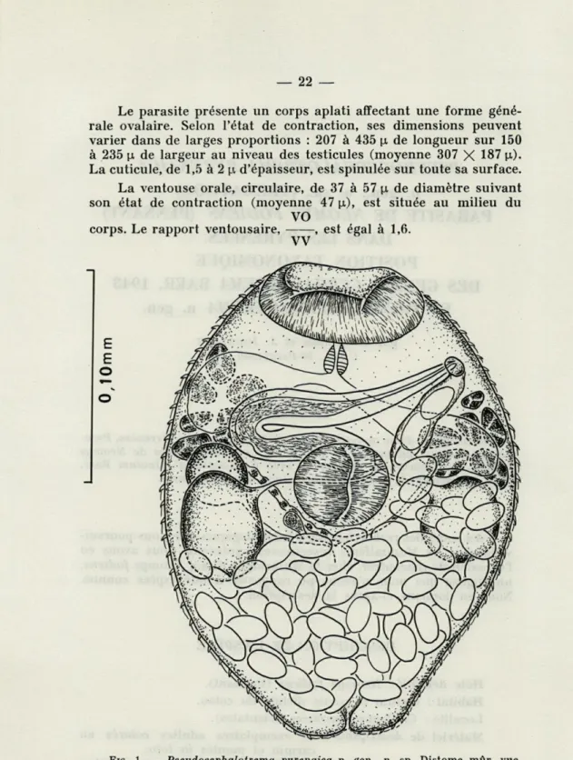 FIG.   1.   —   Pseudocephalotrema  pyrenaica  n.  gen.,  n.  sp.  Distome  mûr,  vue  ventrale