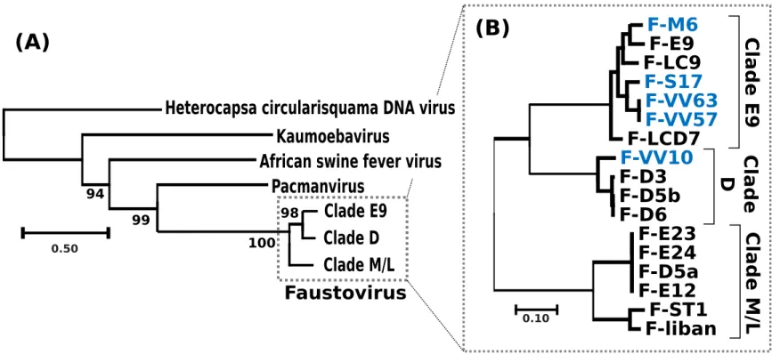 Figure 2: Phylogenetic relationships between FVs and virus relatives (A) Unrooted phylogenetic tree of FVs and virus relatives reconstructed  using the viral DNA polymerase as marker