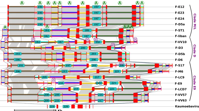 Figure 3: Evolution of the MCP gene structure in FVs and Kaumoebavirus