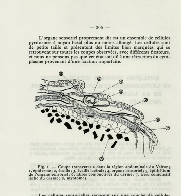 Fig.  i.  —  Coupe  transversale  dans  la  région  abdominale  du  Vairon; 