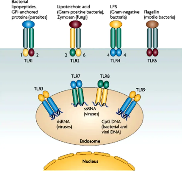 Figure 2. Activation des Toll-like receptors (TLRs).  