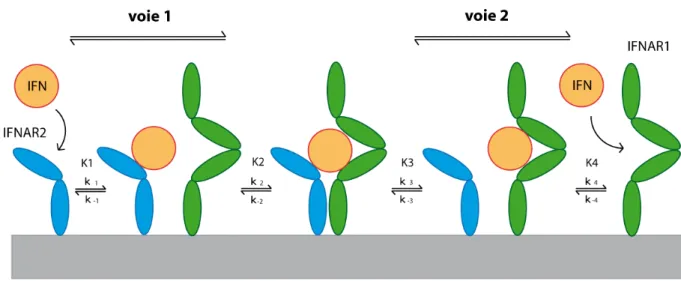 Figure 5. Assemblage en deux étapes du complexe ternaire.  